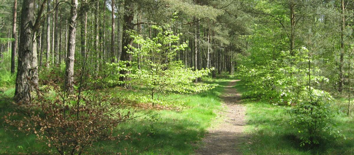 Annsmuir Woods